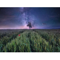 Power of Nature puzzle Night sky above a wheat field (1500 pieces)