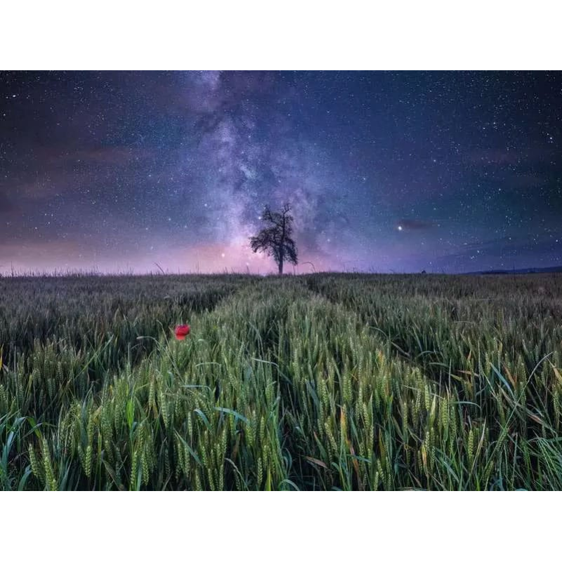 Power of Nature puzzle Night sky above a wheat field (1500 pieces)