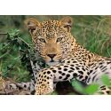 Puzzle 100 p XXL - Vio the leopard