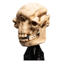 Statue The Lord of the Rings Skull of a Cave Troll statuette 21 cm